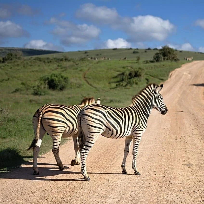 Unsere Afrikaans Medizinübersetzungen: