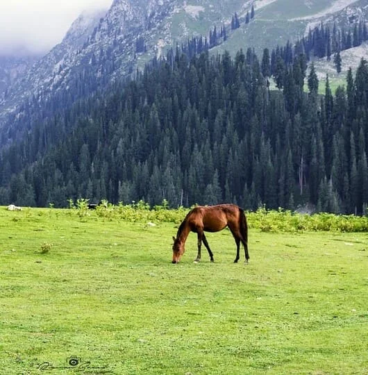 Pashto-Dialekte