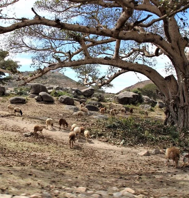 Tigrinya Sprachprofil