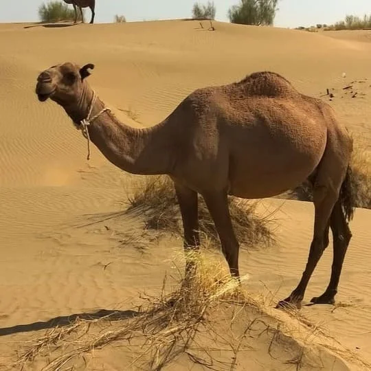 Turkmenistan-Sprachprofil