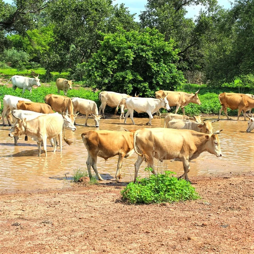 Wolof Übersetzungen nach Fachbereich