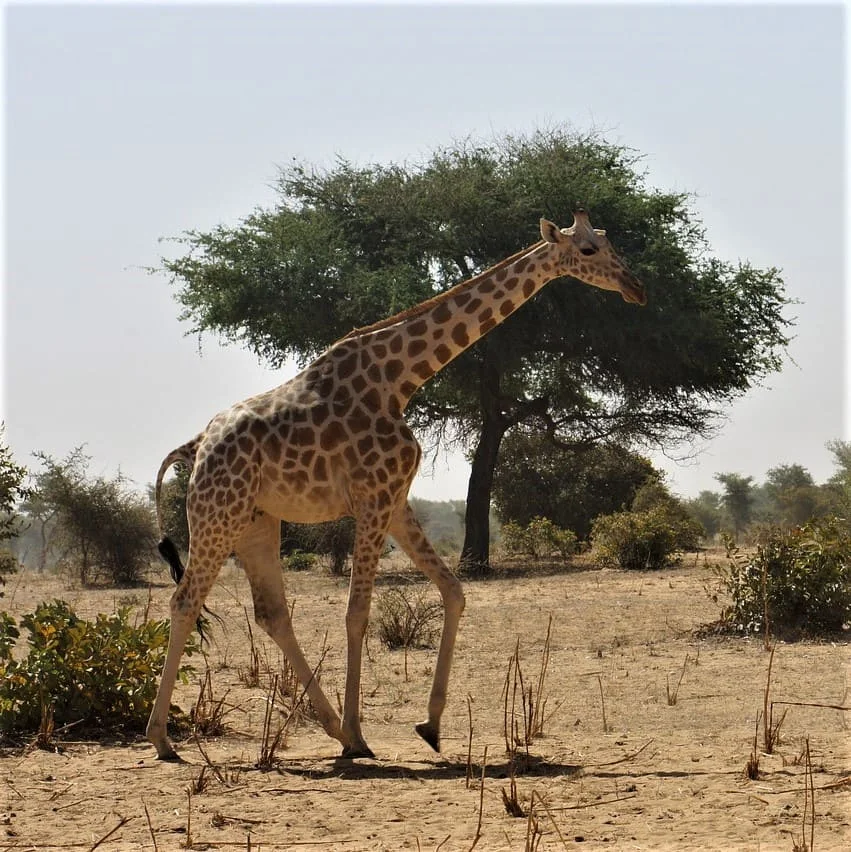 Juristische Hausa Dokumente, die wir übersetzen